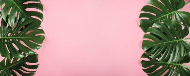 istock Green tropical leaves border frame on abstract pastel pink background with wide copy space 1233061205