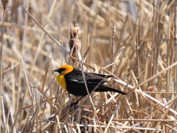 istock Male Yellow-headed Blackbird 1233081527
