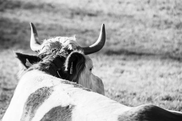 istock Back of a cow 1233118223