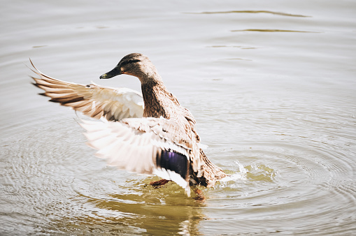 Single female duck is about to fly on a river