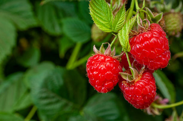primer plano de las frambuesas de ripening en la vid - raspberry berry vine berry fruit fotografías e imágenes de stock