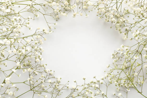 istock Frame of white flowers, gypsophila. Flat lay composition. white background. Top view. Copy space. Mother's Day, Easter, Valentine's Day. Flat lay, top view, copy space 1233166172
