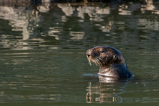 Otter laying on rock looking away from camera