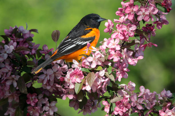 istock Baltimore Oriole Male on flowering bushes 1233210624