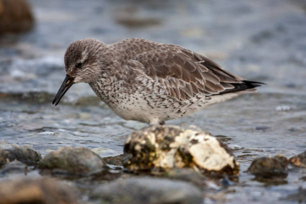 istock Red Knot (Calidris canutus) bird in the natural habitat. 1233240872