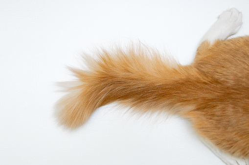 Tail of a red cat on a white background. View from above.