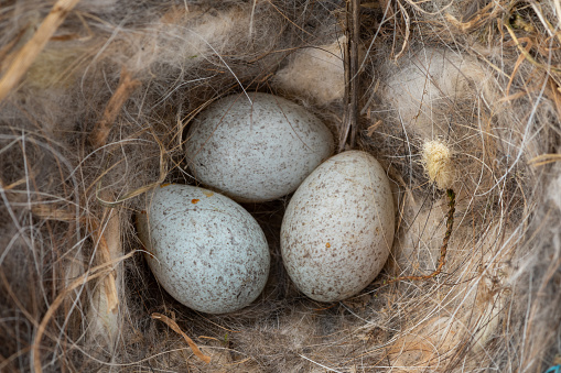 Close up of robins eggs in a nest