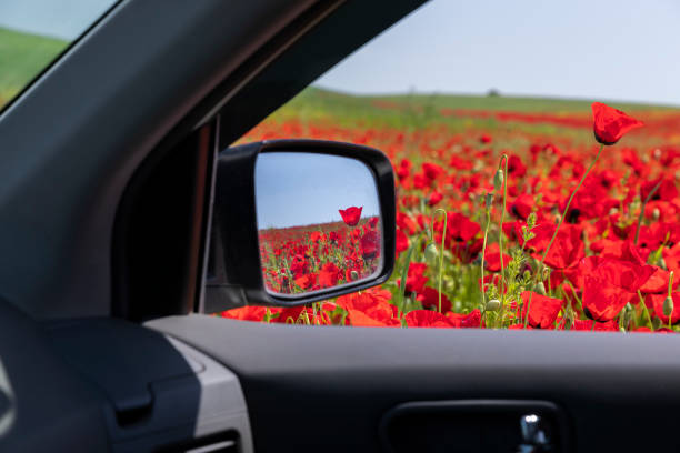 цветущее маковое поле из окна автомобиля - flower red poppy sky стоковые фото и изображения
