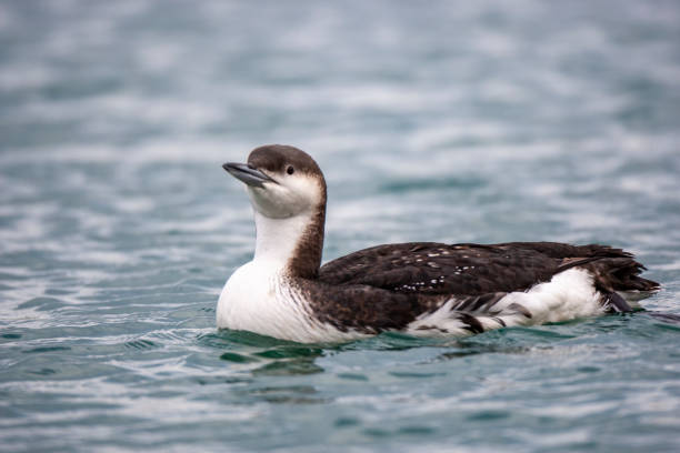 Black-throated Loon (Gavia arctica) bird in the natural habitat. Black-throated Loon (Gavia arctica) bird in the natural habitat. arctic loon stock pictures, royalty-free photos & images