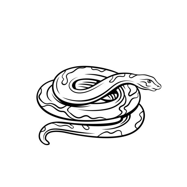 85 Cartoon Of Coiled Rattlesnake Illustrations & Clip Art - iStock 85 Cartoon Of Coiled Rattlesnake Illustrations & Clip Art - iStock