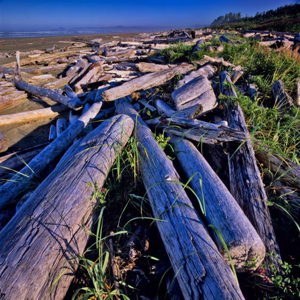 istock Vancouver Island British Columbia 1233282401