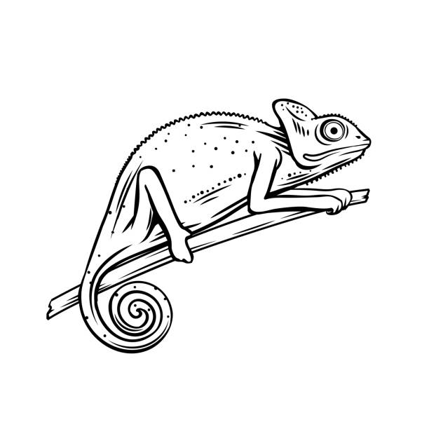 Chameleon outline icon Chameleon icon. Outline badge of chameleon animal for zoo design. Vector illustartion. chameleon stock illustrations