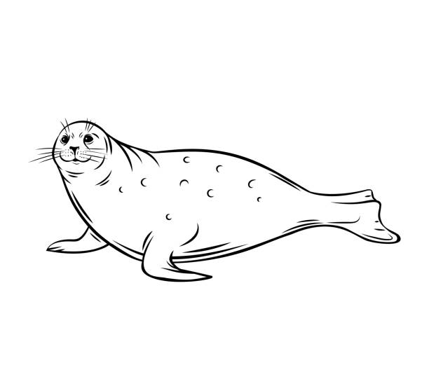 Sea calf, seal Sea calf. Seal animal outline icon. Polar pinniped mammal, vector illustration. seal animal stock illustrations