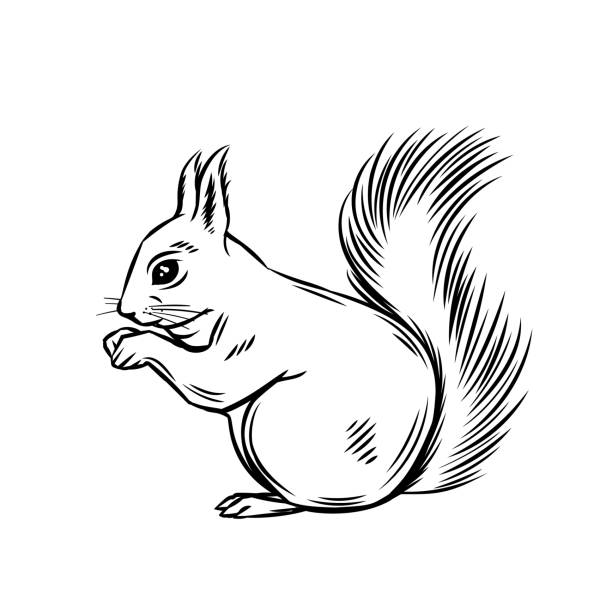 eichhörnchen-waldtier - eichhörnchen stock-grafiken, -clipart, -cartoons und -symbole