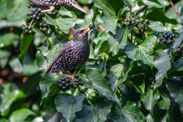 istock Common Starling (Sturnus vulgaris) bird in the natural habitat. 1233290653