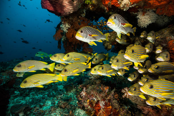 underwater paradise, school of sweetlips, raja ampat, indonésie - crinoid photos et images de collection