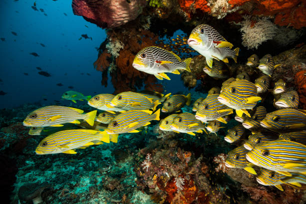 underwater paradise, school of sweetlips, raja ampat, indonesien - ascidiacea bildbanksfoton och bilder