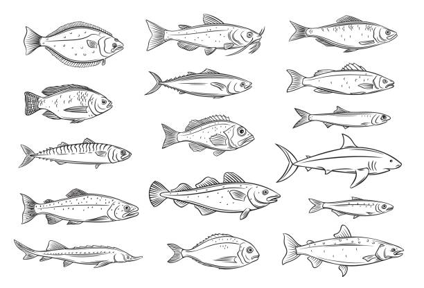 ilustraciones, imágenes clip art, dibujos animados e iconos de stock de icono de contorno de pescado - prepared fish illustrations