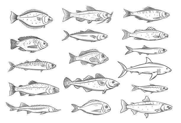 ilustrações de stock, clip art, desenhos animados e ícones de fish outline icon - bacalhau