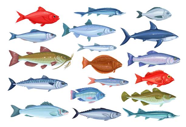 ilustraciones, imágenes clip art, dibujos animados e iconos de stock de iconos de pescados, mariscos - fish prepared fish fishing bass