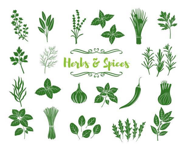 ilustraciones, imágenes clip art, dibujos animados e iconos de stock de iconos de glifos de hierbas y especias - arugula salad plant leaf