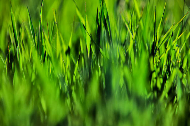 istock Vancouver Island British Columbia 1233356098