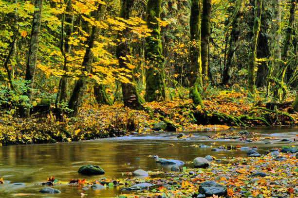 istock Vancouver Island British Columbia 1233362180