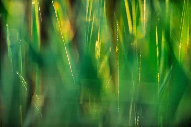 Tall grass stems in a field on Vancouver Island, British Columbia