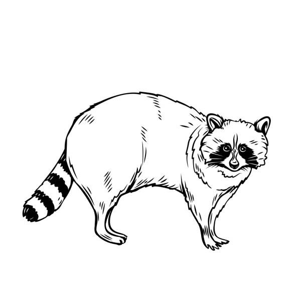 Raccoon Tattoo Designs Cartoons Illustrations, Royalty-Free Vector Graphics  & Clip Art - iStock