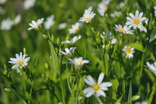 Macro of white Stellaria media flowers or chickweed under the soft spring sun. A field of stellaria media flowers in the forest. stellaria media stock pictures, royalty-free photos & images