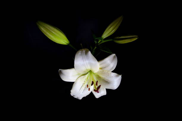 istock Beautiful white lily isolated on black background 1233373369