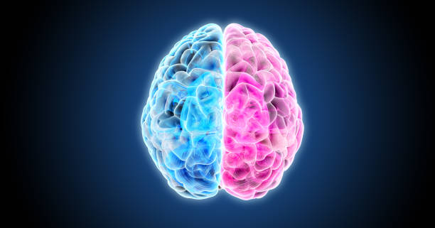 istock 3D rendering directly above hemispheres of human brain illustration 1233373378