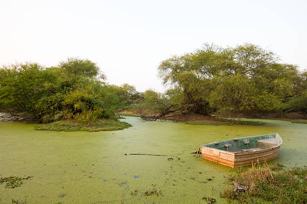 a boat in the marshland - Bharatpur Bird Sanctuary National Park