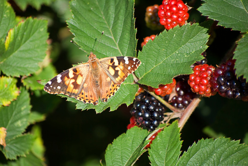 A red admiral butterfly rests on a leaf by some berries.