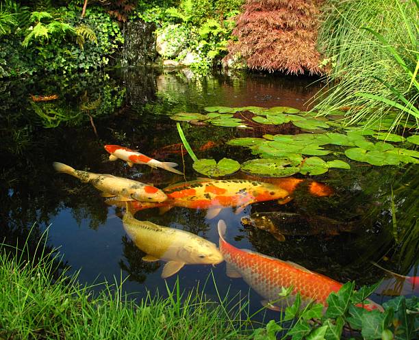 A group of red trout fish swims in a pond. Japanese Garden