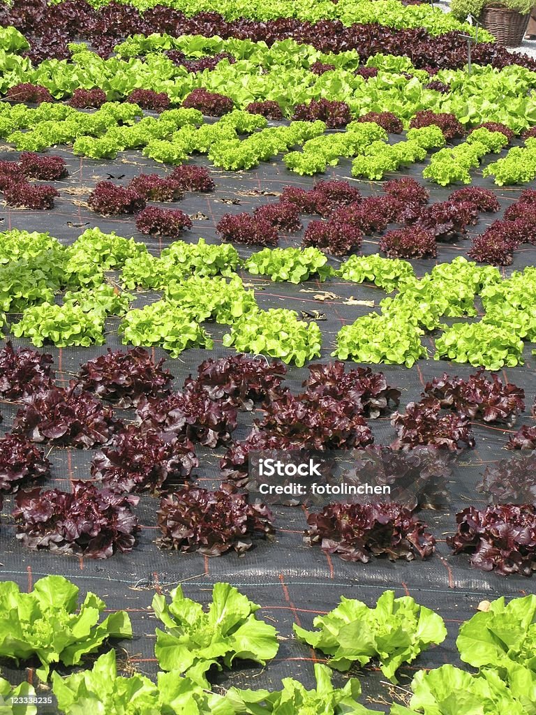 Salat mit Aufnäher - Lizenzfrei Blatt - Pflanzenbestandteile Stock-Foto