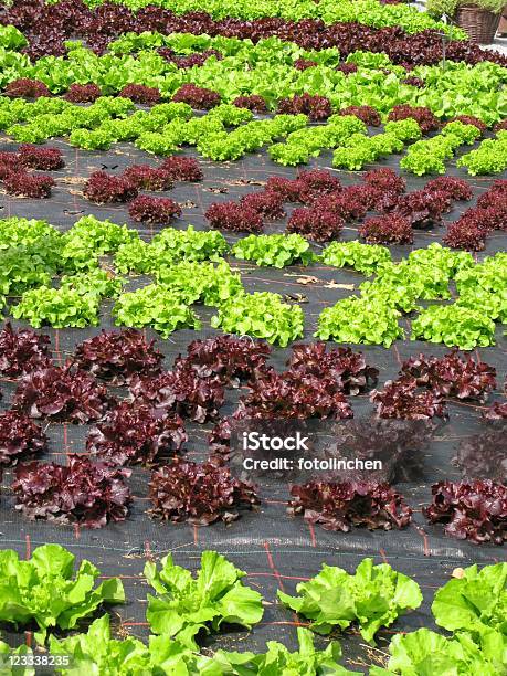 Salat Mit Aufnäher Stockfoto und mehr Bilder von Blatt - Pflanzenbestandteile - Blatt - Pflanzenbestandteile, Erdreich, Farbbild