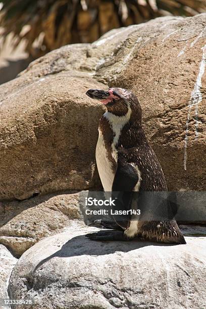 The Пингвин Гумбольдта — стоковые фотографии и другие картинки Береговая линия - Береговая линия, Вертикальный, Водоплавающая птица
