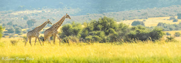 autentica vera esperienza safari sudafricana nel bushveld in una riserva di caccia - kruger national park sunrise south africa africa foto e immagini stock