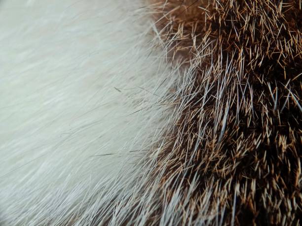 istock Close up of cats fur 1233410506
