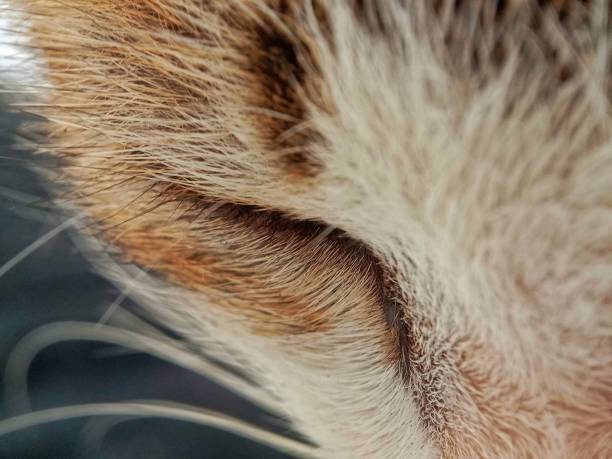 istock Close up of cat's eyes closed 1233417092