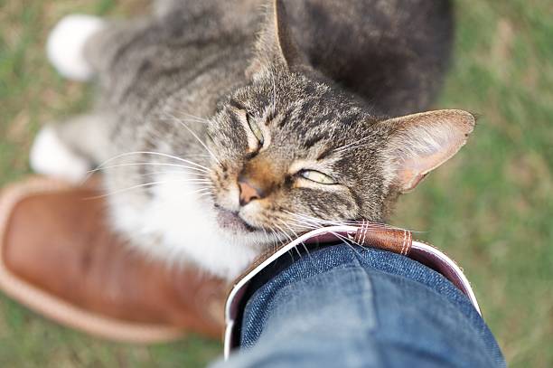 Cat rubbing against leg affectionately stock photo