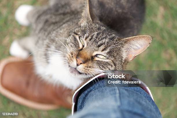 Foto de Gato Com Perna Carinhosamente Fricção e mais fotos de stock de Gato doméstico - Gato doméstico, Esfregar - Tocar, Abraçar