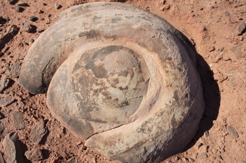 Fossilized dinosaur dung or turd, near Tuba City, Arizona, US