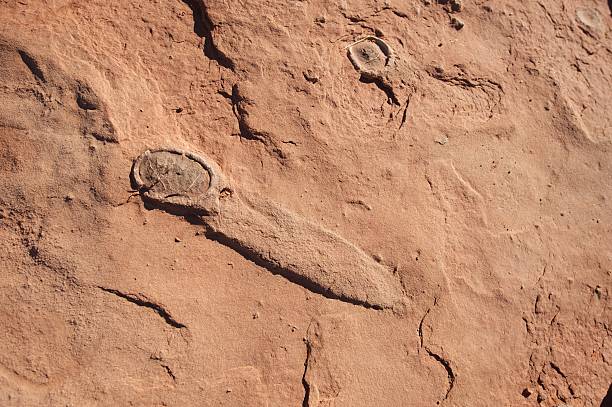 Fossilized dinosaur eggs, near Tuba City, AZ, US stock photo