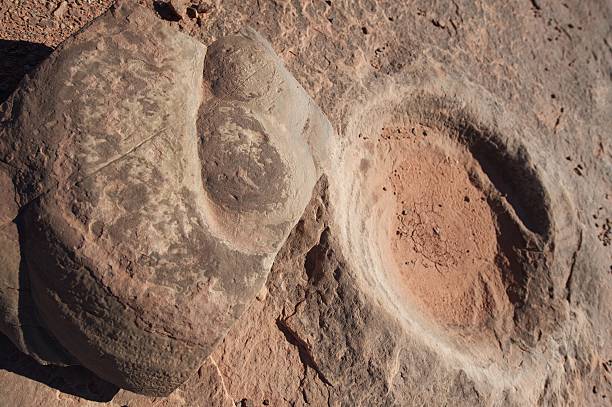 istock Fossilized dinosaur dung, near Tuba City, AZ, US 123344368