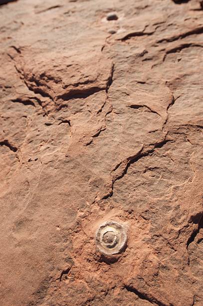 Fossilized dinosaur eggs, AZ, US stock photo