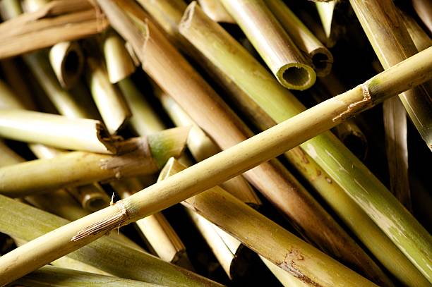 Cut bamboo or river cane stock photo