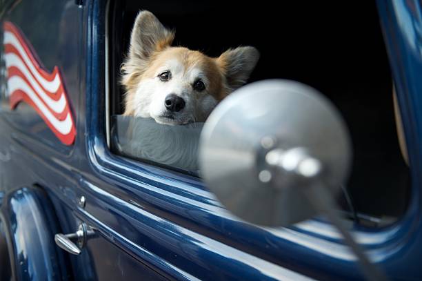 istock Dog looking towards car side mirror, with US flag 123344382