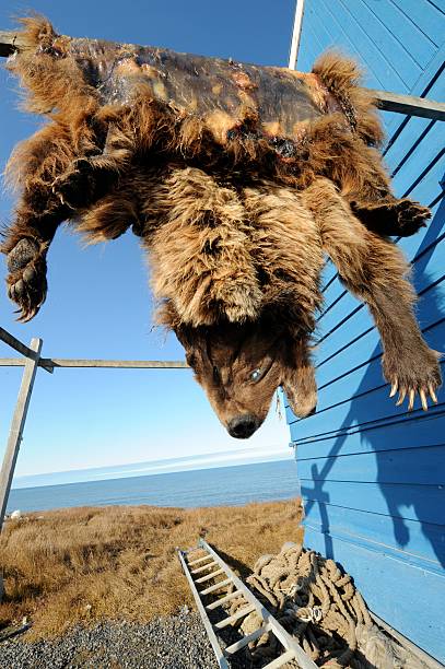 Grizzly bear pelt hanging in Inuit community, Alaska, US stock photo